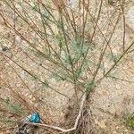 Lavandula coronopifolia Hábito