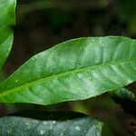 Ardisia guianensis Folha