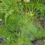 Cyclospermum leptophyllum Blatt