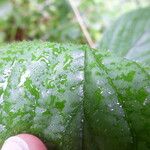 Rubus nigricans autre