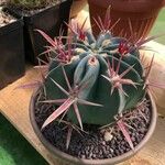 Ferocactus emoryi Fulla