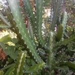 Euphorbia lactea Feuille