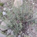 Salvia aegyptiaca Συνήθη χαρακτηριστικά