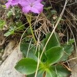 Primula spectabilis Virág