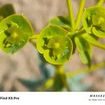 Euphorbia macroclada Flower