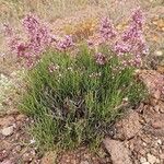 Limonium insigne Flower