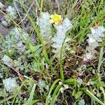 Hypericum elodes Fleur