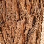 Prosopis cineraria Bark