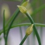 Allium schoenoprasum 樹皮