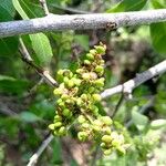 Searsia natalensis Fruit