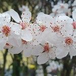 Prunus cerasiferaΛουλούδι