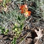 Sphaeralcea coccinea 花