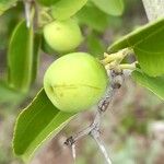 Ziziphus mistol Fruto