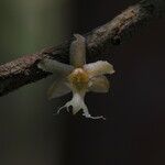Tridactyle eggelingii Flower