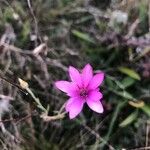 Xeranthemum annuum Blüte