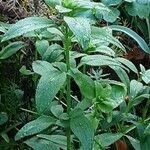 Stachys recta Habitat