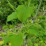 Smilax herbacea Blatt