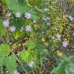 Symphyotrichum novi-belgiiBloem