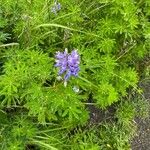 Lupinus nootkatensis Лист