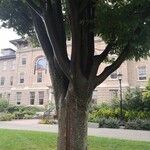 Zelkova serrata Casca