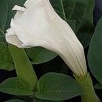 Datura innoxia Çiçek