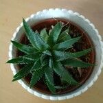 Aloe aristata Blatt