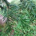 Abies nebrodensis Alia