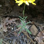 Madia elegans Flower