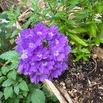 Verbena rigidaFlower