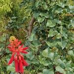 Erythrina humeana आदत