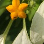 Mussaenda frondosa Blomst
