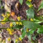 Solidago caesiaFlor