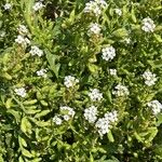 Cakile maritima 花