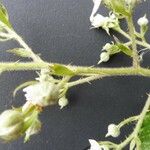 Rubus leightonii Flower