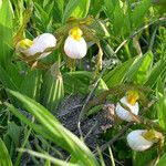 Cypripedium candidum Vekstform