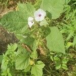 Astripomoea lachnosperma Λουλούδι