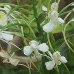 Habenaria procera Flor