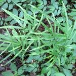 Pteris multifida 葉