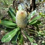 Banksia serrata Blüte