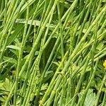 Equisetum fluviatile Bark