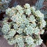 Sedum clavatum Lapas