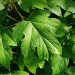 Hydrangea quercifolia Blad