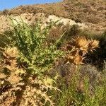Carthamus arborescens Hoja