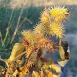 Xanthium orientale Frucht