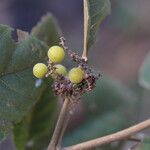 Allophylus africanus Frucht