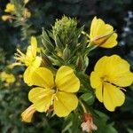 Oenothera biennisफूल