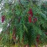 Schinus molle 果実