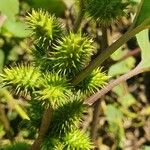 Xanthium spinosum Frucht