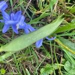 Scilla forbesii Leaf