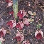 Aristolochia arborea Floare